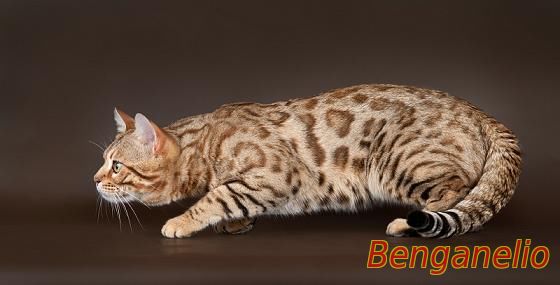 бенгальская кошка сепия фото