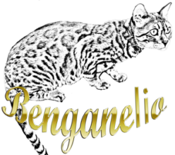 Wild Benganelio