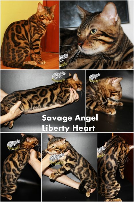 Savage Angel Liberty Heart